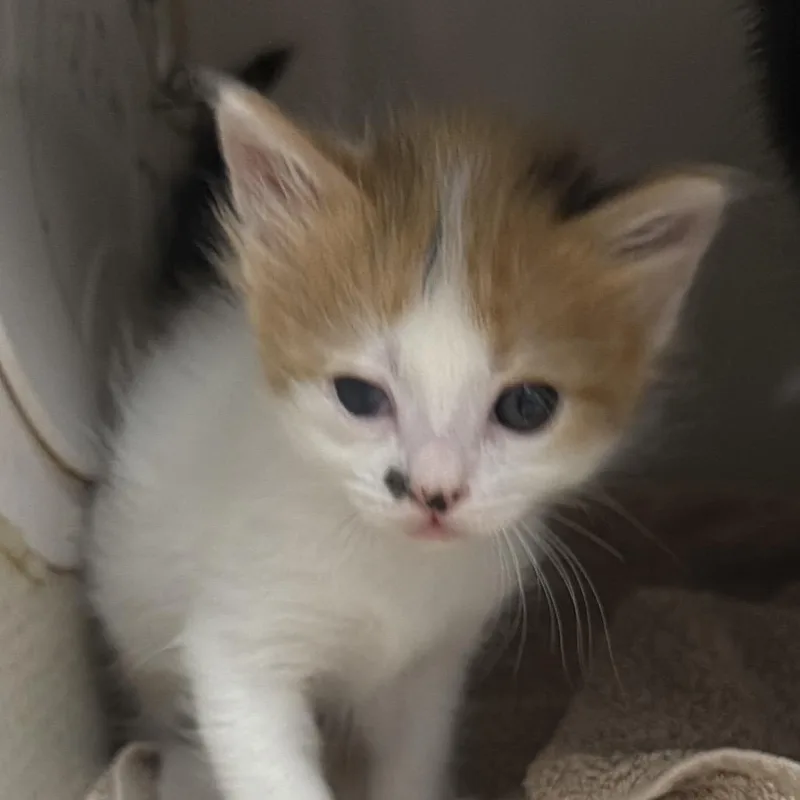 A baby small-sized female Tortoiseshell Domestic Short Hair cat named Tilly for adoption in Yuma, AZ