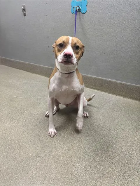 A young large-sized male Staffordshire Bull Terrier dog named Bravo for adoption in Las Vegas, NV