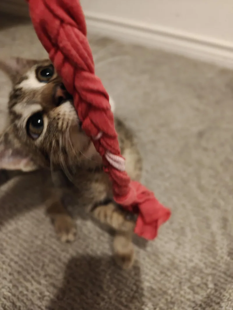 A baby medium-sized female Tabby (Buff / Tan / Fawn) Domestic Short Hair cat named Mad for adoption in Cleveland, TX