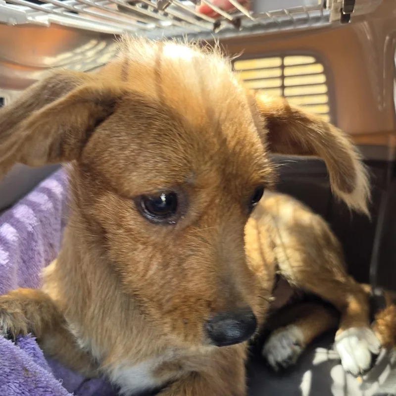 A young small-sized female Brown / Chocolate Mixed Breed dog named Bibble for adoption in Leander, TX