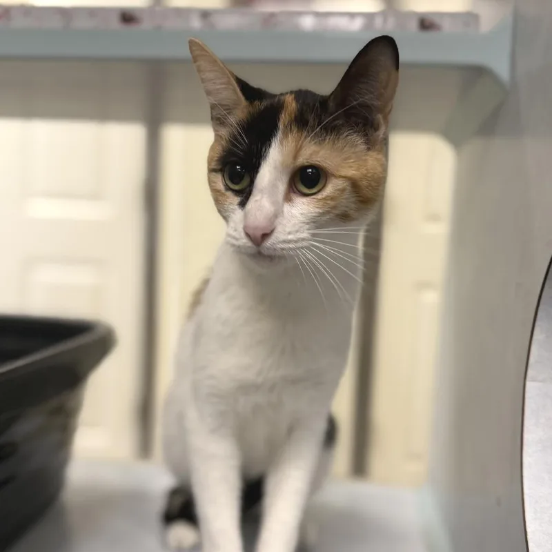 An adult medium-sized female White Domestic Short Hair cat named Vera for adoption in Austin, TX