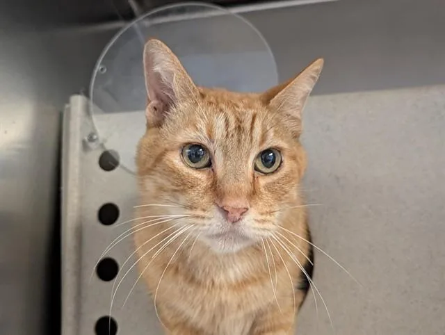 An adult small-sized male Domestic Short Hair cat named Goliath for adoption in Camarillo, CA