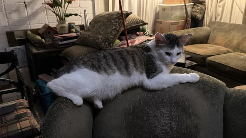A young large-sized male Domestic Short Hair cat named Roman world's sweetest lap for adoption in Los Angeles, CA