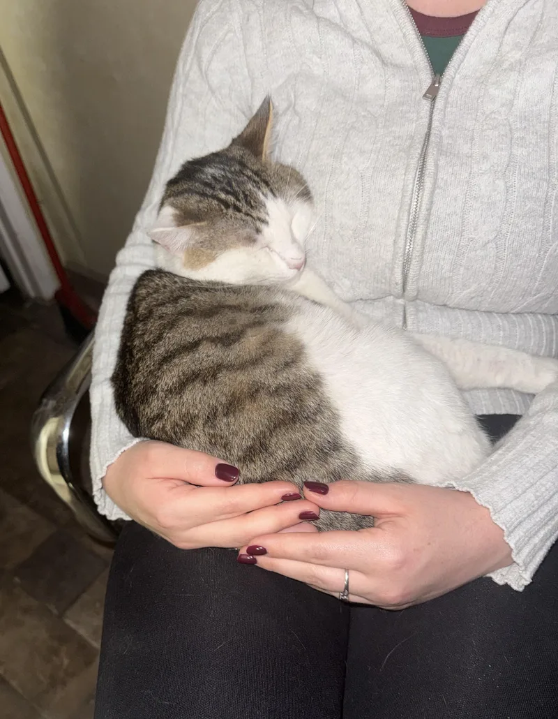 Roman world's sweetest lap thumbnail 4
