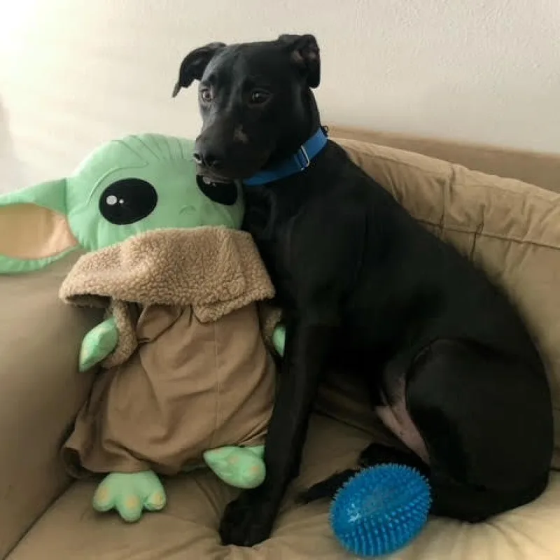 An adult medium-sized male Black Labrador Retriever dog named Milo for adoption in LOXAHATCHEE, FL