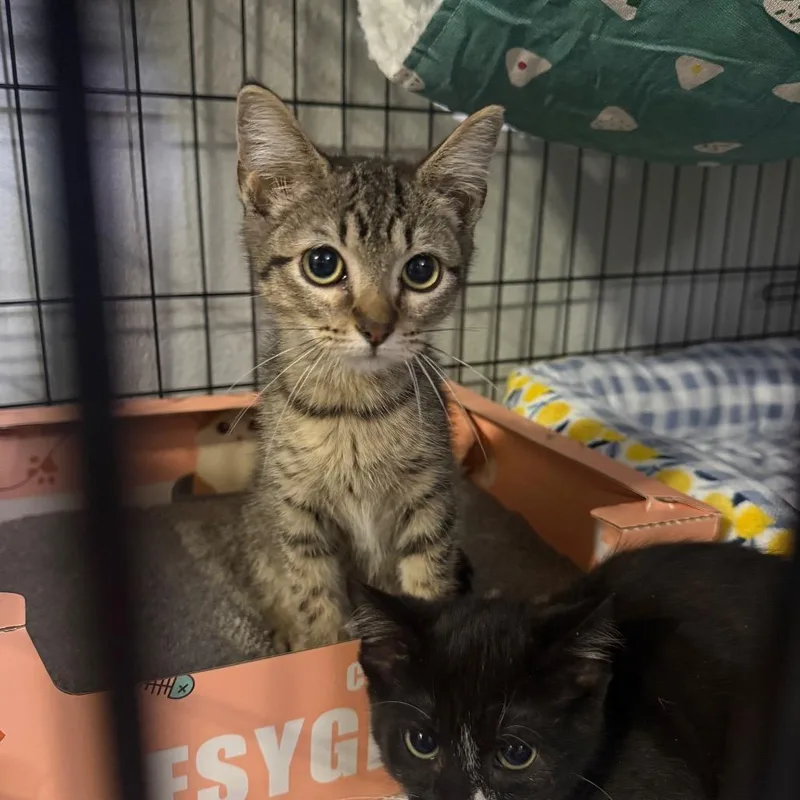 A baby small-sized female Brown / Chocolate Domestic Short Hair cat named Thaye Carter for adoption in Eagle Mountain, UT