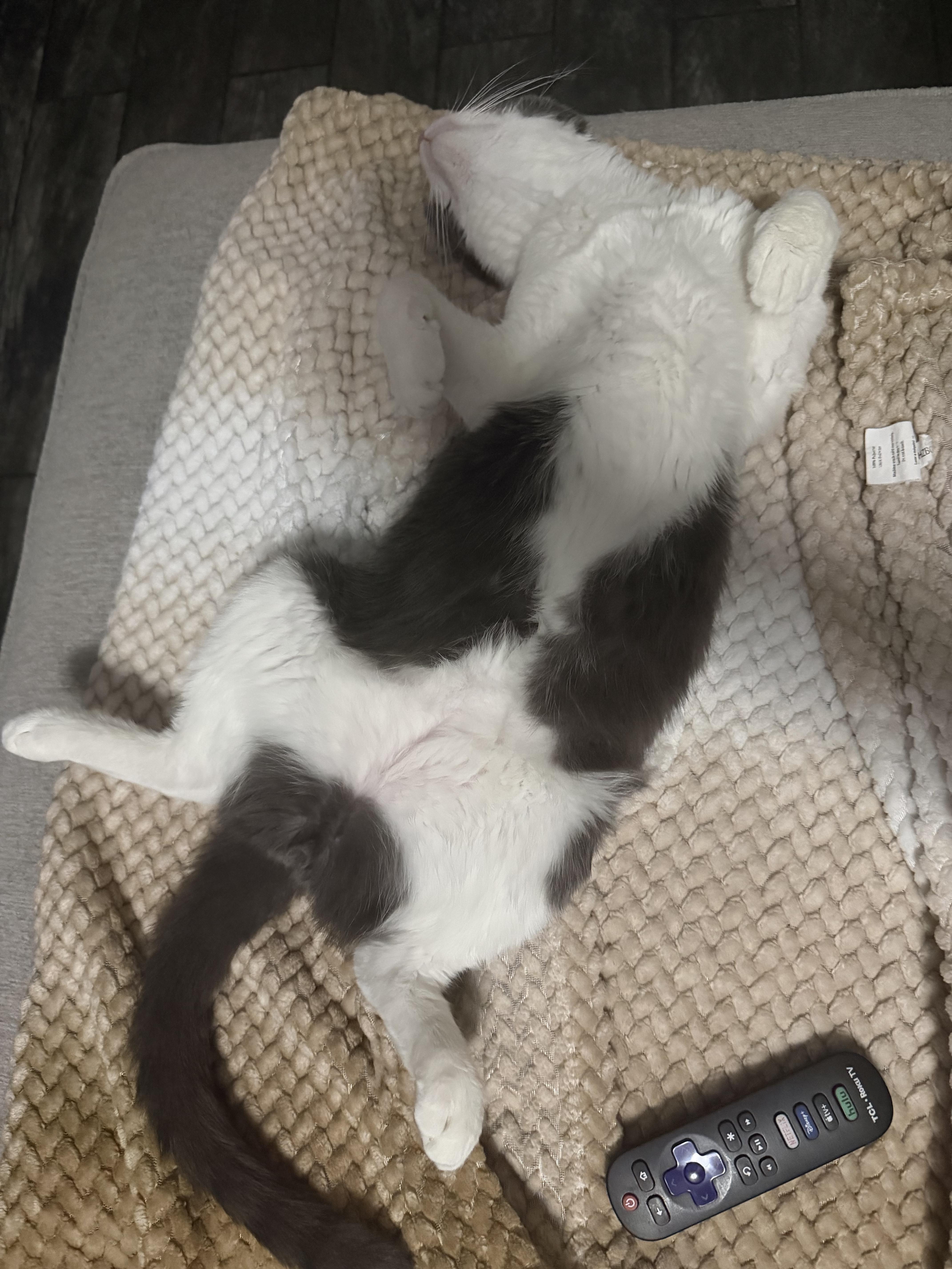 A young medium-sized male Gray & White Domestic Short Hair cat named Rex for adoption in Mesquite, TX