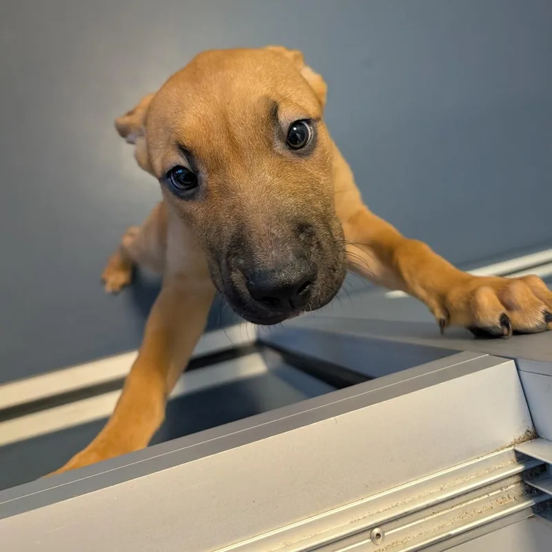 A baby medium-sized female Yellow / Tan / Blond / Fawn Mixed Breed dog named Peace for adoption in Greensboro, NC