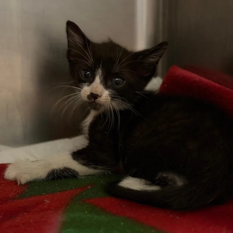 A baby small-sized male Domestic Short Hair cat named Kai for adoption in Fort Smith, AR