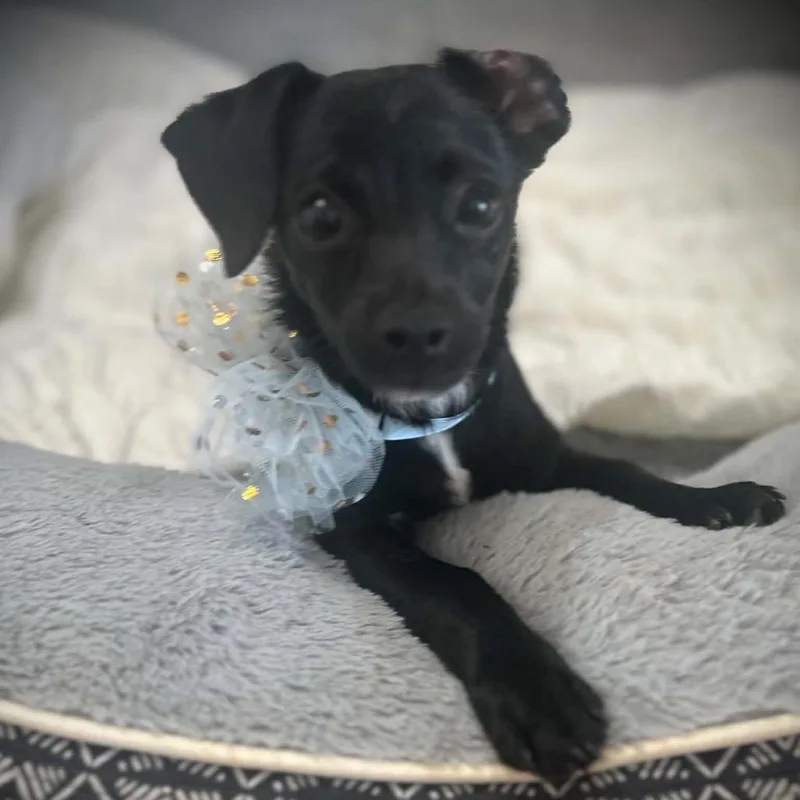 A baby small-sized female Black Miniature Dachshund dog named Twinkles for adoption in Sequatchie, TN