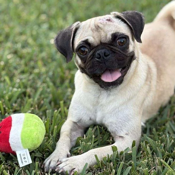 A young small-sized female Yellow / Tan / Blond / Fawn Pug dog named Bridget for adoption in Alvin, TX