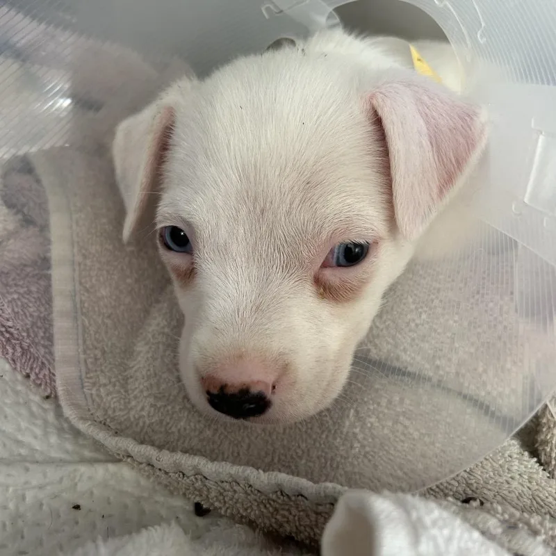 A baby medium-sized female White / Cream Mixed Breed dog named Fuchsia for adoption in Leander, TX