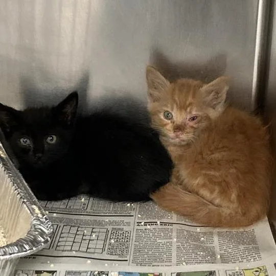 A baby small-sized male Black Domestic Short Hair cat named Citi for adoption in Hawthorne, CA