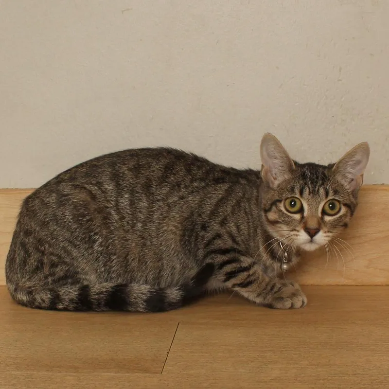 A baby small-sized female Gray / Blue / Silver Domestic Short Hair cat named Mabel C for adoption in Minnetonka, MN