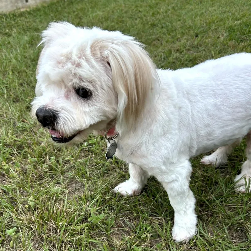 Buttercup thumbnail 3