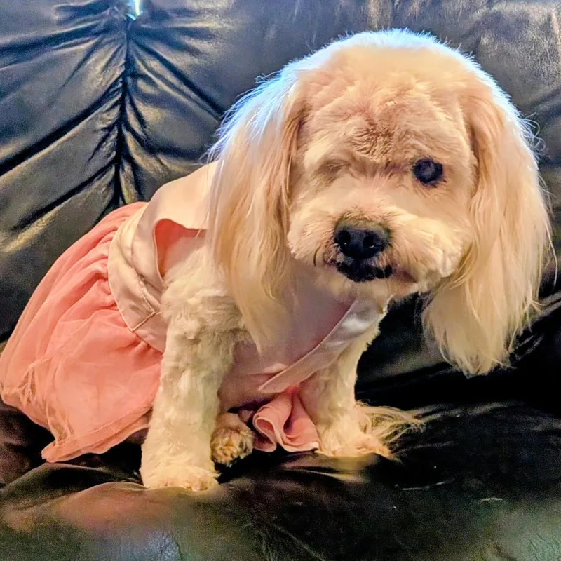 Buttercup thumbnail 4