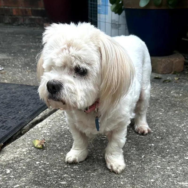 Buttercup thumbnail 5