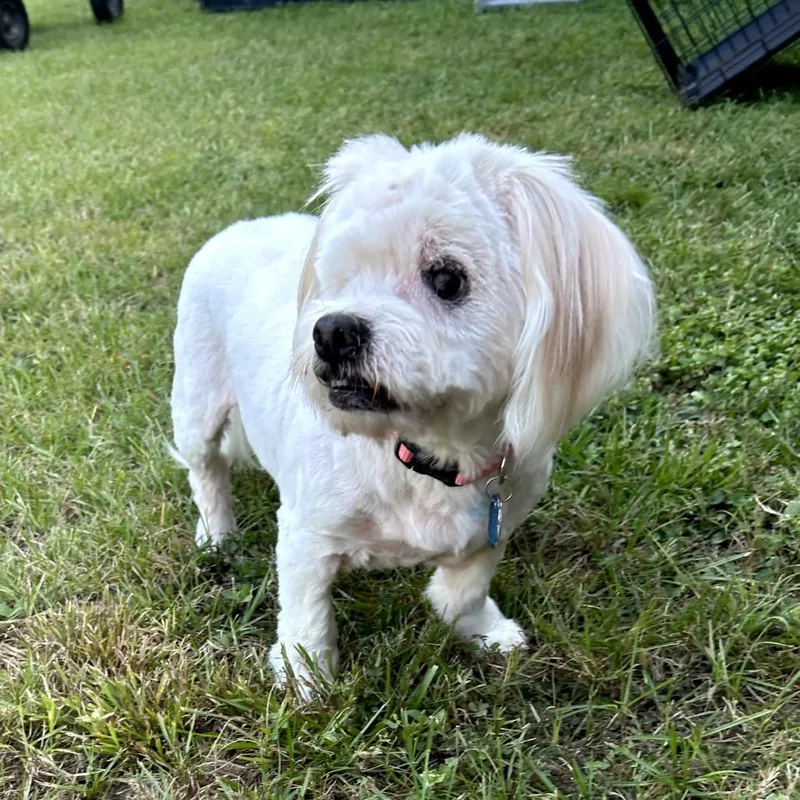 Buttercup thumbnail 6