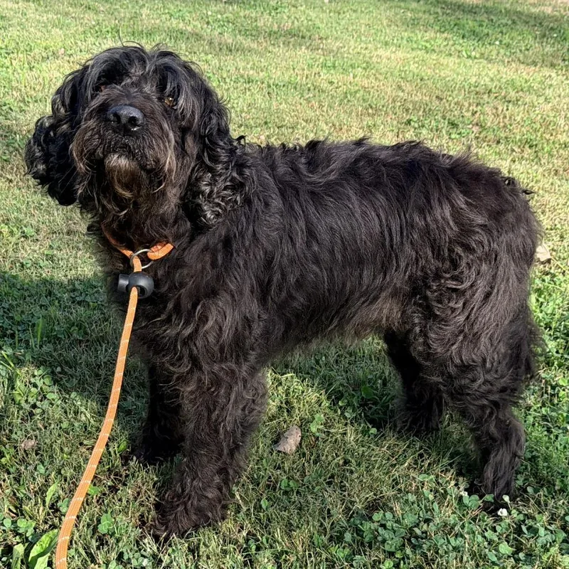 A senior large-sized male Golden Retriever dog named Kane for adoption in Warrensburg, MO