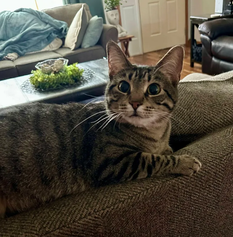 An adult medium-sized female Tabby (Brown / Chocolate) Domestic Short Hair cat named Mallori for adoption in Sioux City, IA