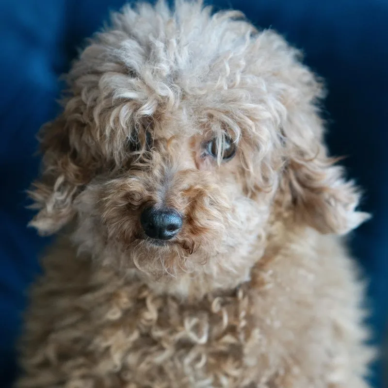 Banana Flippy thumbnail 2