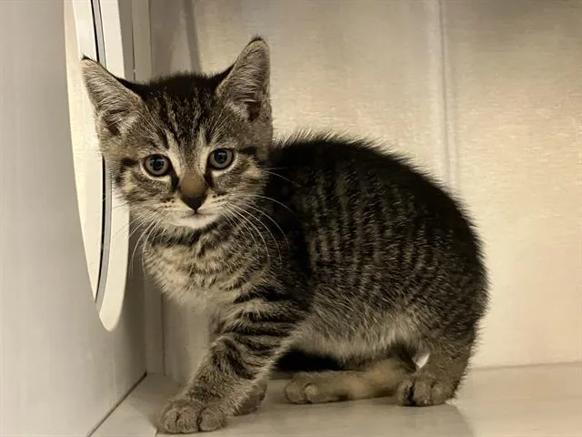 A baby small-sized female Domestic Short Hair cat named Zazie for adoption in Tustin, CA