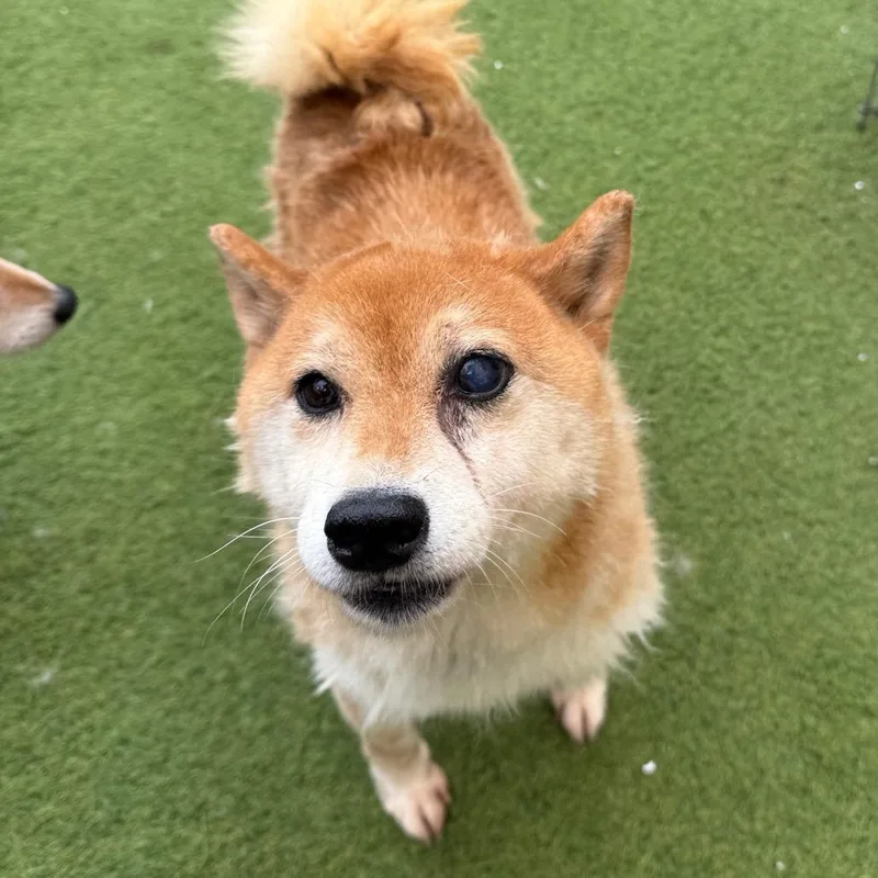 A senior medium-sized female Red / Chestnut / Orange Shiba Inu dog named Dandilion for adoption in LOXAHATCHEE, FL