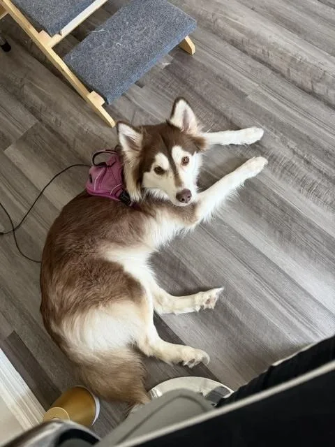 An adult medium-sized female Tricolor (Brown, Black, & White) Husky dog named Willow . for adoption in Brookshire, TX