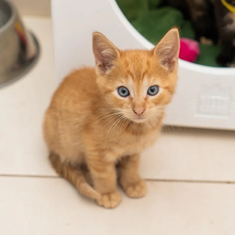 A baby small-sized male Orange / Red Domestic Short Hair cat named Justin for adoption in New York, NY
