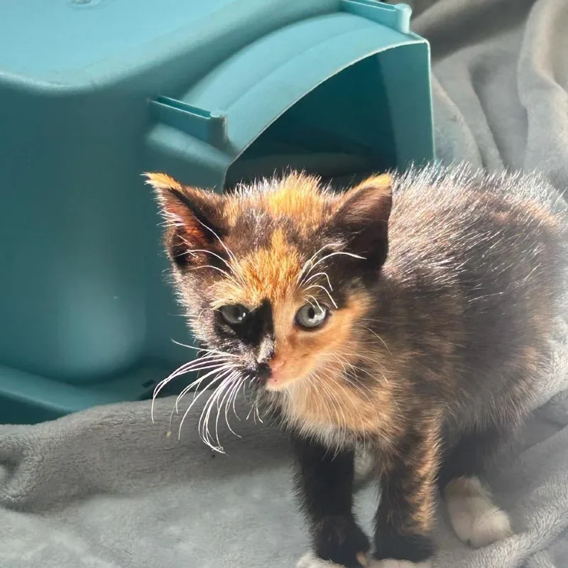 A baby small-sized female Calico Domestic Medium Hair cat named Twoface for adoption in San Pablo, CA