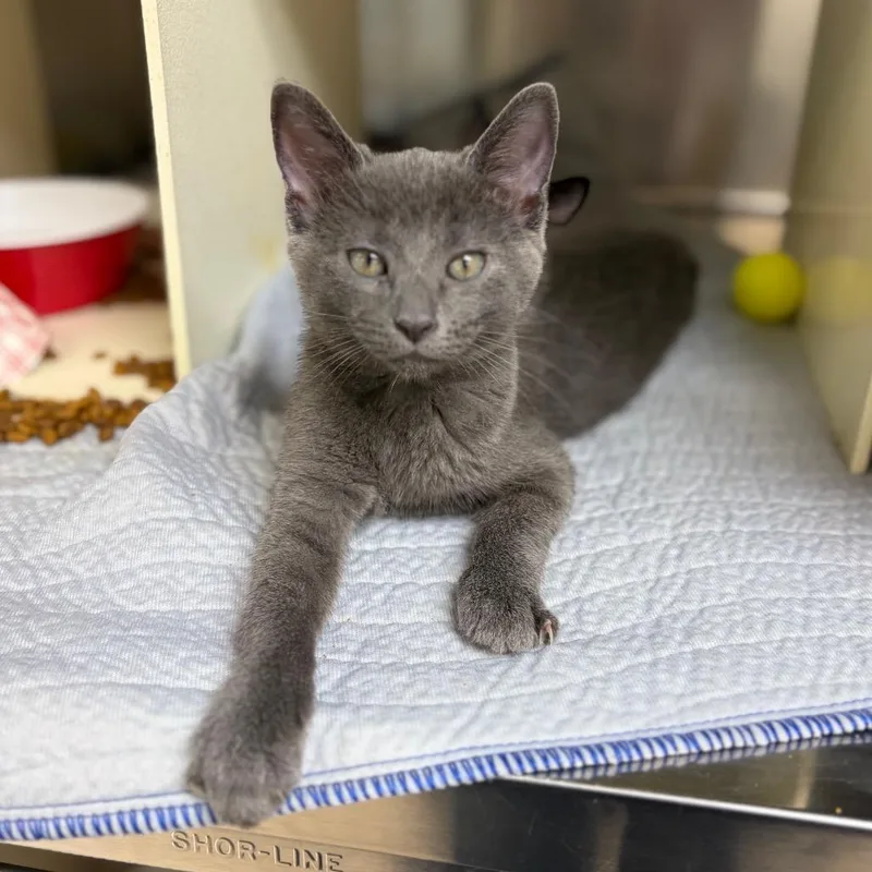 A baby small-sized female Gray / Blue / Silver Domestic Short Hair cat named Serene for adoption in Newark, NJ