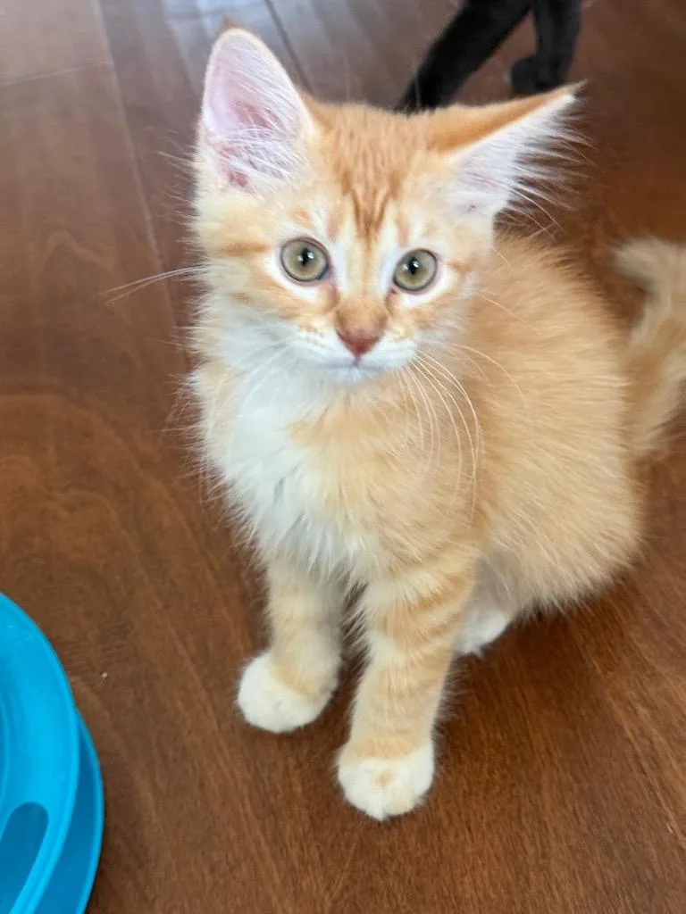 A baby small-sized male Tabby cat named Starburst for adoption in San Antonio, TX