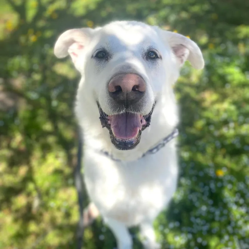 A senior large-sized male White / Cream Great Pyrenees dog named Denver for adoption in Perkiomenville, PA
