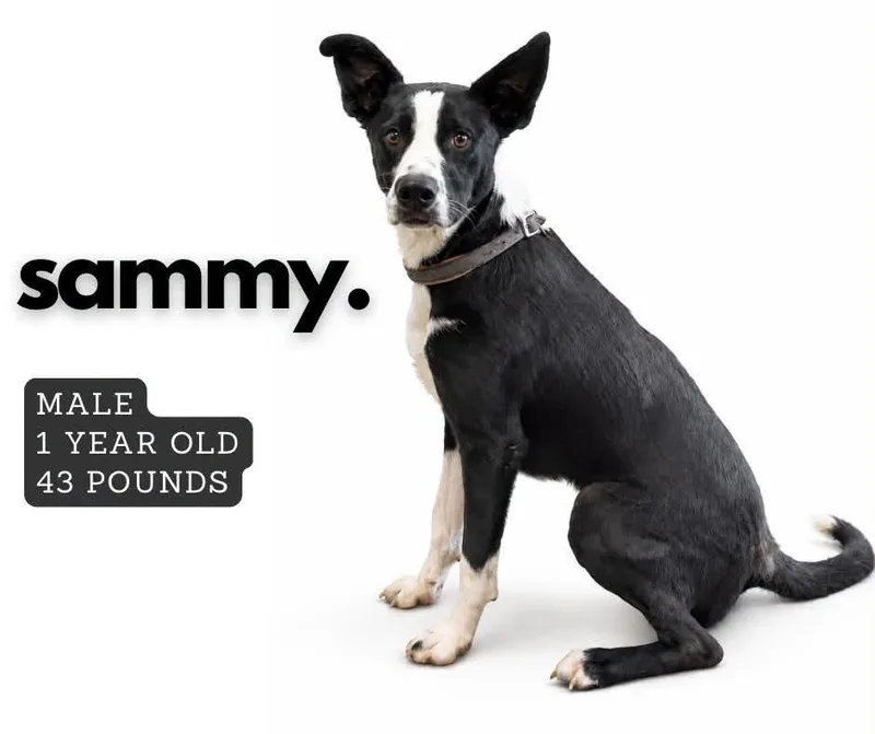 A young medium-sized male Affenpinscher dog named Sammy for adoption in Ashland, KY
