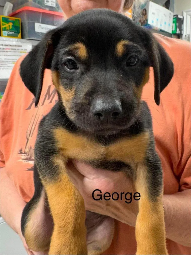 George