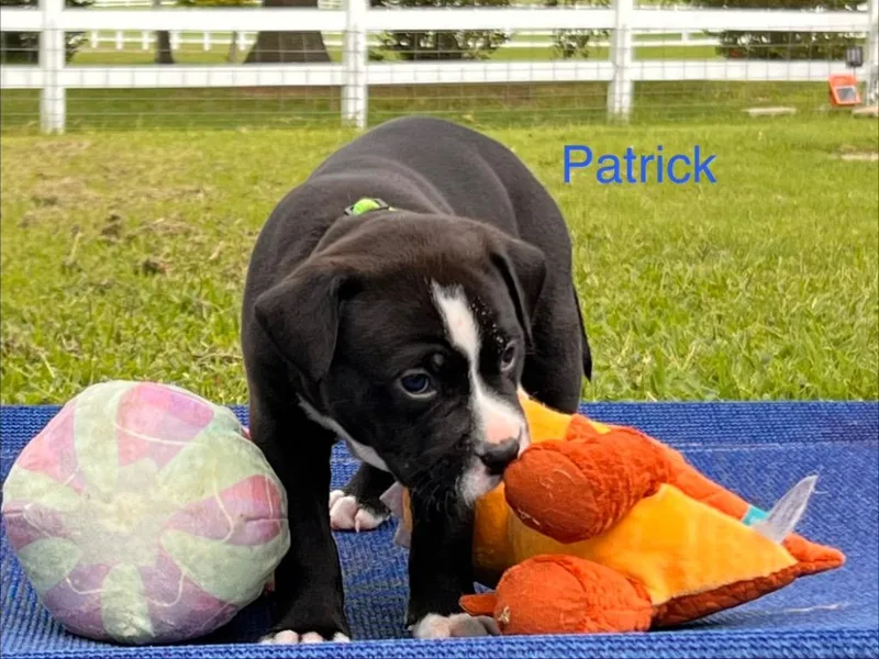 A baby large-sized male Labrador Retriever dog named Patrick for adoption in Claremore, OK