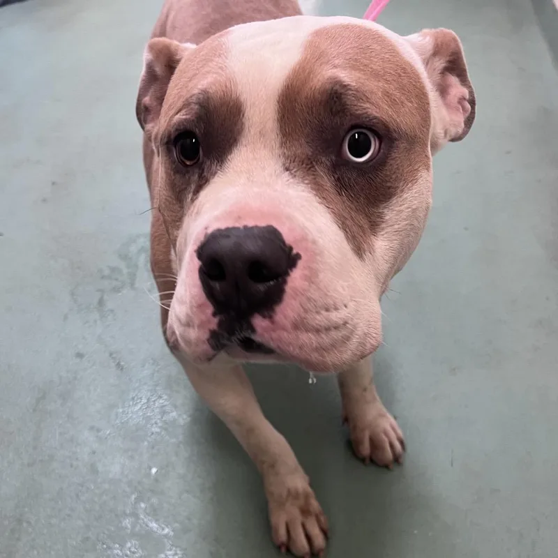 An adult large-sized male Golden Mixed Breed dog named Mister Man for adoption in Memphis, TN