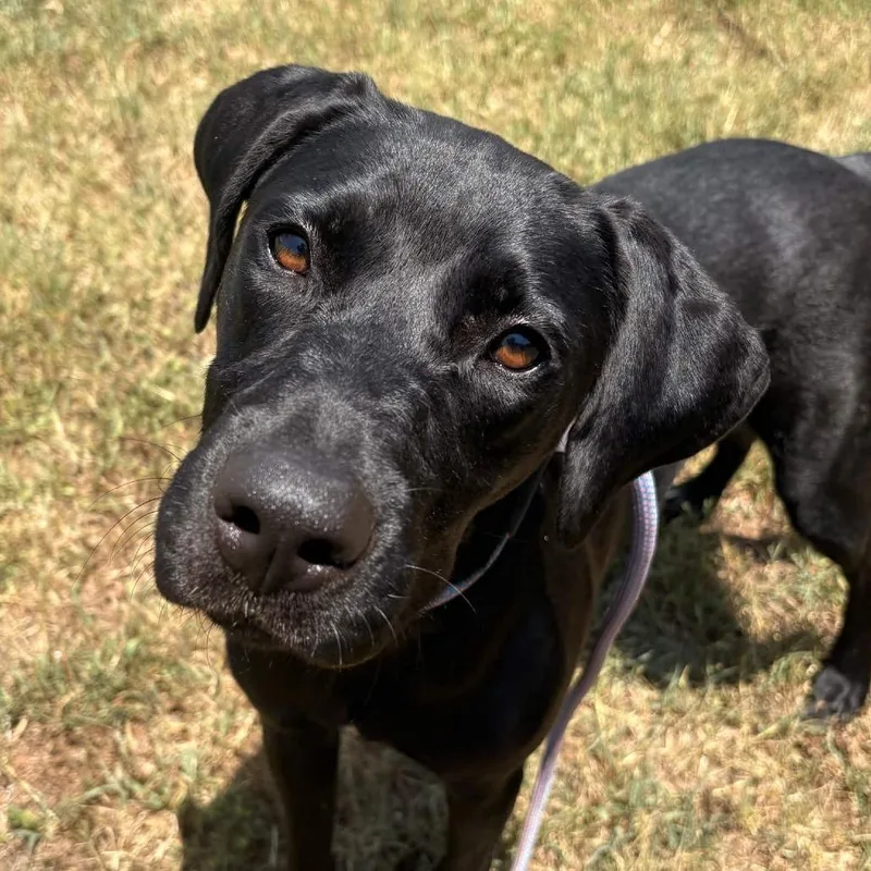 An adult medium-sized female Black Mixed Breed dog named Molly for adoption in Greenville, SC