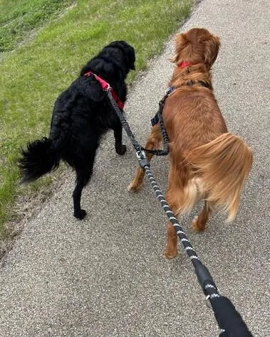Bernie And Maverick