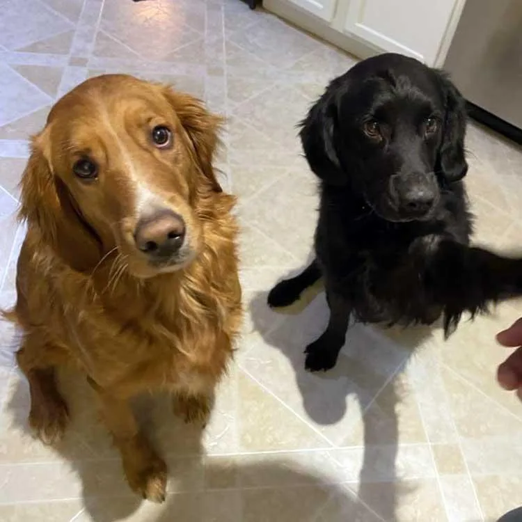 Bernie And Maverick thumbnail 4