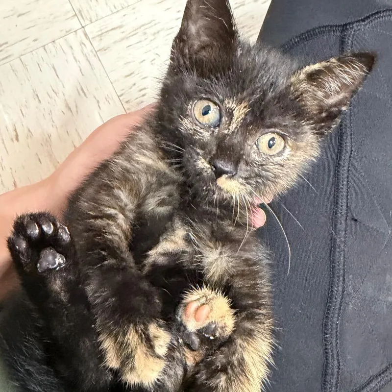 A baby small-sized female Black Domestic Medium Hair cat named PHSStray for adoption in Pensacola, FL