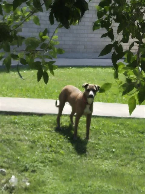 A young medium-sized male American Staffordshire Terrier dog named Frank Castle for adoption in San Antonio, TX