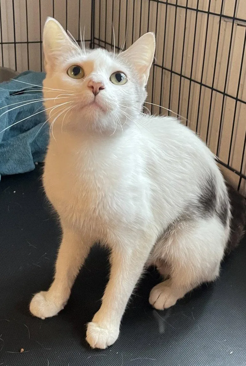 An adult large-sized female Domestic Short Hair cat named Daisy Mae for adoption in Trenton, NJ