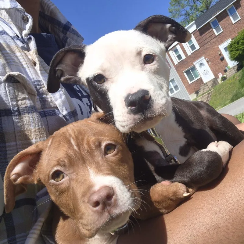 A baby small-sized female Red / Chestnut / Orange Pit Bull Terrier dog named Coco Puff for adoption in Baltimore, MD