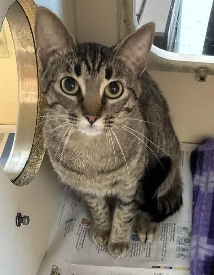An adult large-sized male Domestic Short Hair cat named Jambalaya for adoption in Chamblee, GA