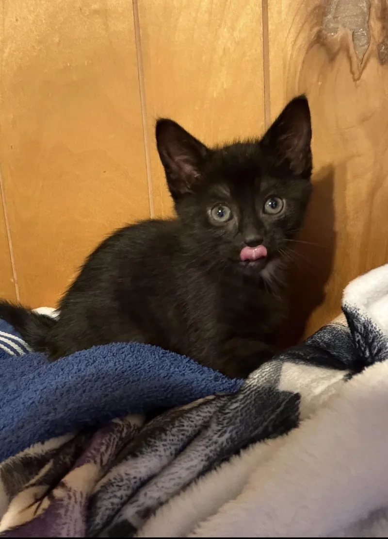 A baby medium-sized male Domestic Short Hair cat named Houdini for adoption in Chesapeake Beach, MD