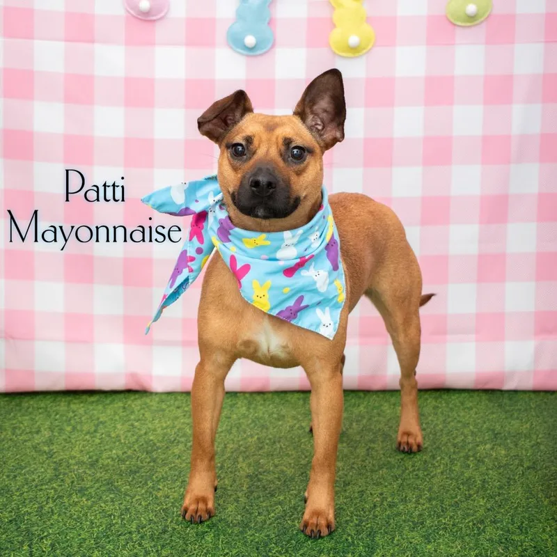 Patti Mayonnaise thumbnail 3