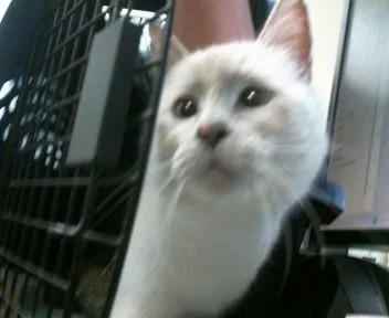 A young medium-sized female Domestic Medium Hair cat named Krissy for adoption in Sacramento, CA