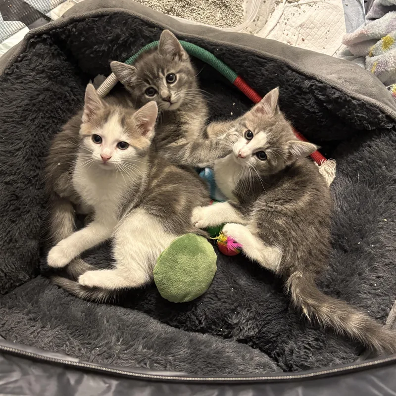 A baby medium-sized female Domestic Short Hair cat named Jovie for adoption in Lemoyne, PA
