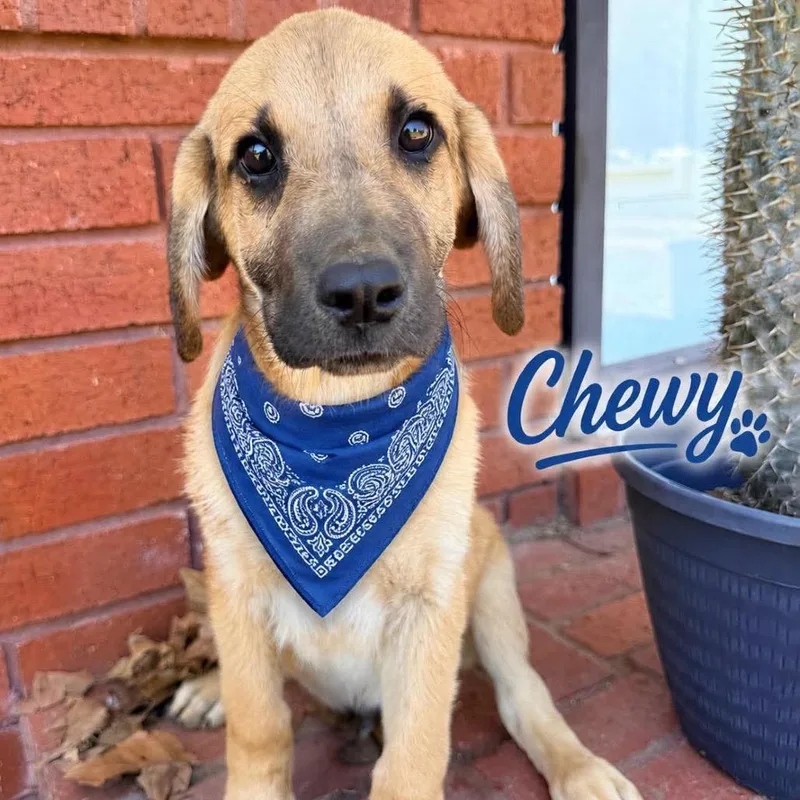 A baby medium-sized male Yellow / Tan / Blond / Fawn Labrador Retriever dog named Chewy for adoption in Ferndale, MI